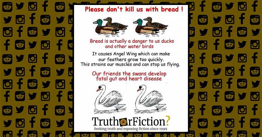 Molti birders sono stati introdotti per la prima volta alle gioie della fauna selvatica nutrendo il pane