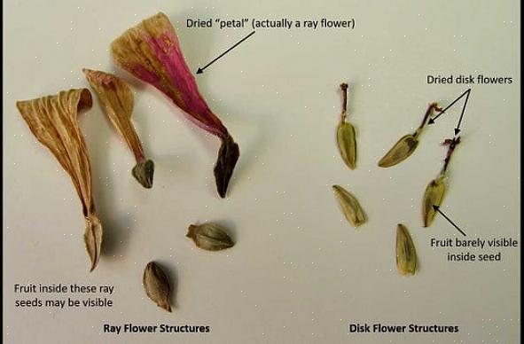 Come conservare i semi di zinnia