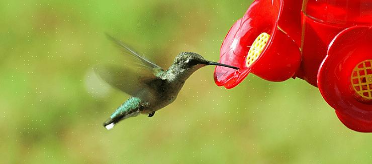 Più popolare di cibo per colibrì