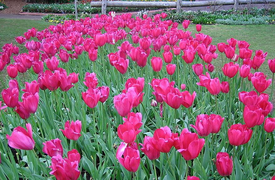 I tulipani prosperano in un terreno ricco con un buon drenaggio