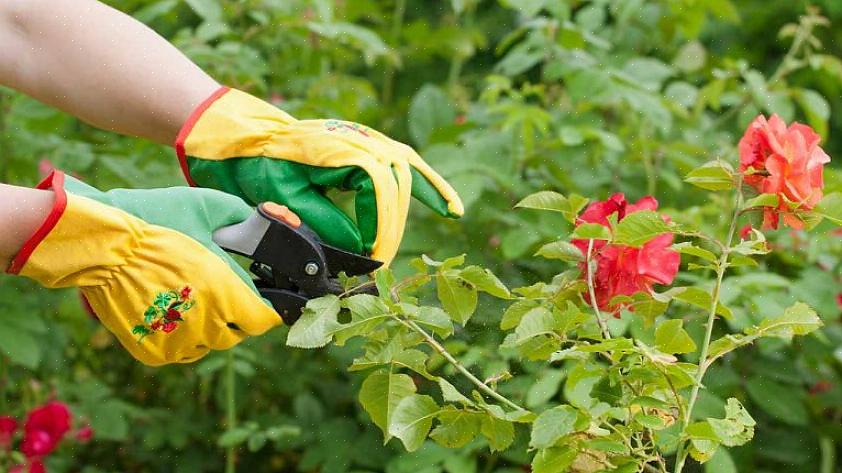 Riduce le possibilità di malattie fungine aprendo la pianta di rosa al flusso d'aria