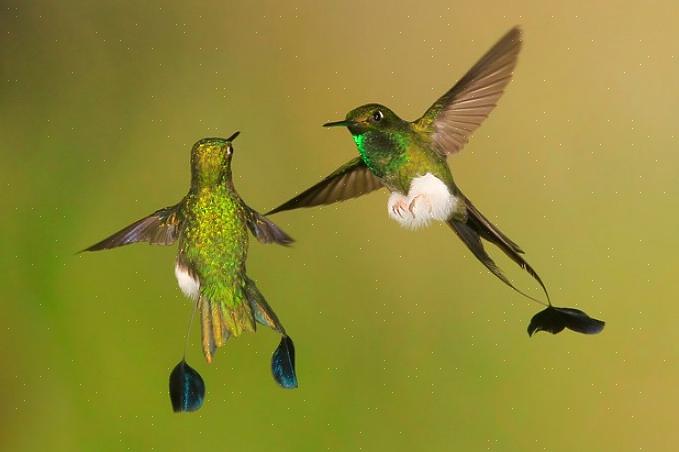 Mantieni pulite le mangiatoie per colibrì