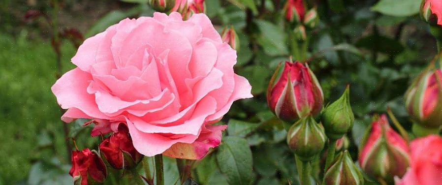 Questi sforzi per la cura delle rose primaverili dovrebbero far sì che le tue rose inizino bene