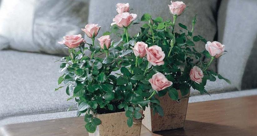 Le rose Kordana sono più resistenti di molte rose tea