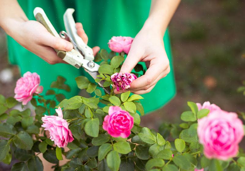 Puoi influenzare i futuri fiori del tuo cespuglio di rose prima ancora che la pianta vada nel terreno