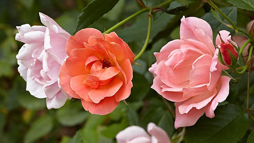 Inferiori può sfidare i cespugli di rose