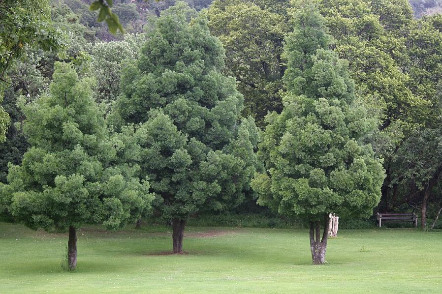 Questo albero può essere chiamato yellowwood