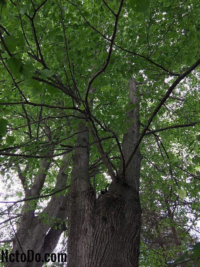 Questo albero può essere confuso con il tiglio comune coltivato nei parchi