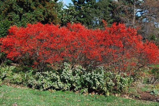 Winterberry Holly o Winterberry è il nostro agrifoglio nativo delle zone umide che perde le foglie ogni