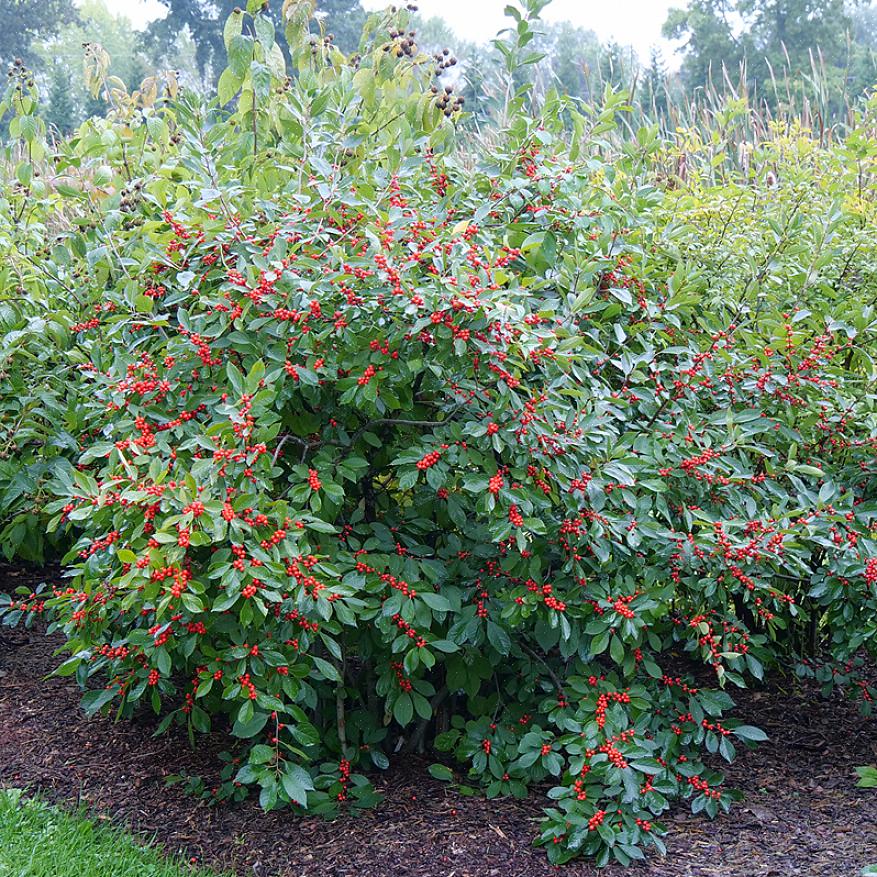 Winterberry si adatta al conto