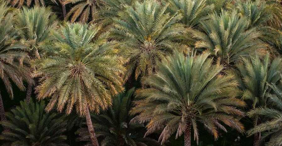 I semi della maggior parte delle palme sono tenuti su fluorescenze ramificate