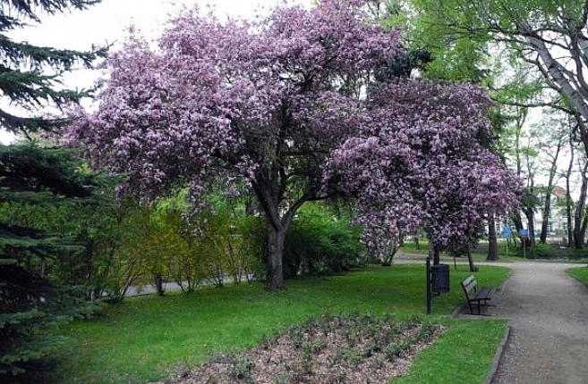 La prugna a foglia viola è un albero deciduo di medie dimensioni che è una pianta da vetrina popolare