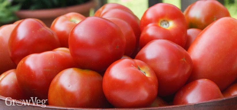 Le varietà di fine stagione vengono piantate all'inizio della stagione del giardinaggio