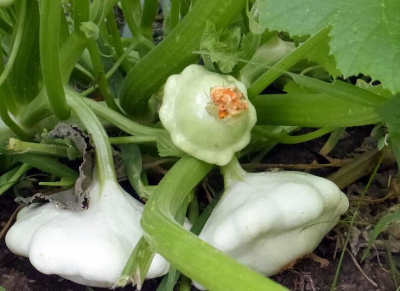 Sebbene le viti di tortino non siano lunghe quanto alcune viti di zucca