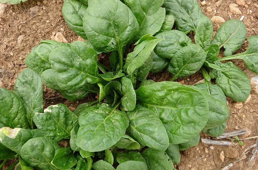 Annaffiando regolarmente le tue piante di spinaci