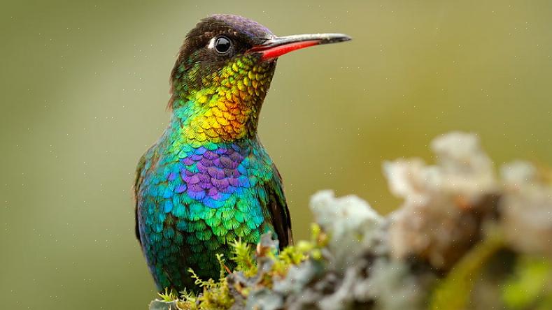 I colibrì non possono camminare o saltare