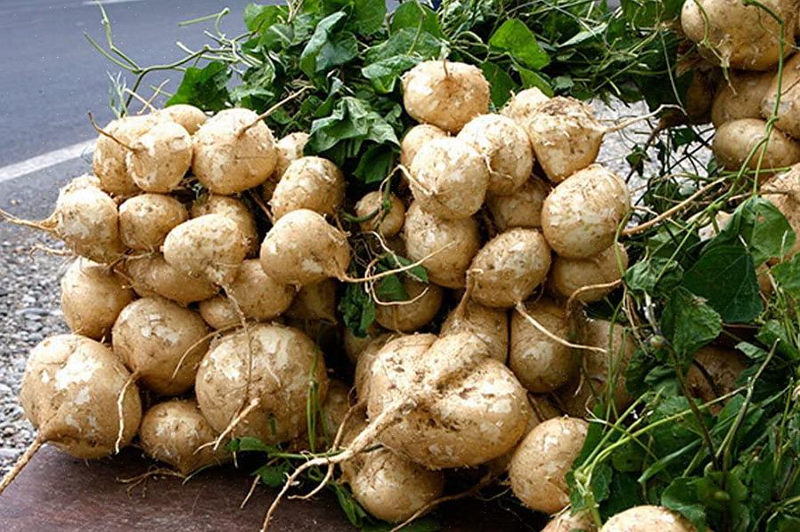 La jicama può anche essere coltivata sotto tunnel di polietilene