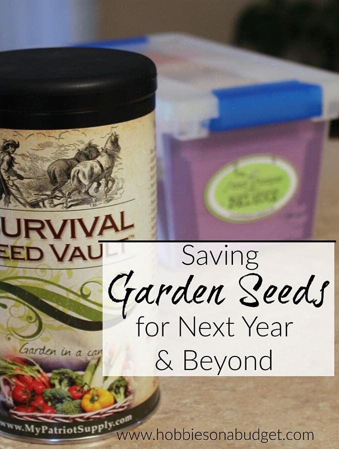 Per quanto tempo i semi rimangono vitali dipende dal tipo di seme