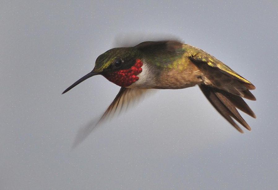 Questo comportamento del colibrì