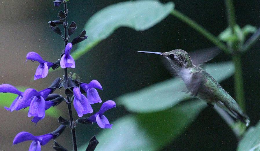 L'aggressività del colibrì può essere un problema se vuoi nutrire molti colibrì contemporaneamente