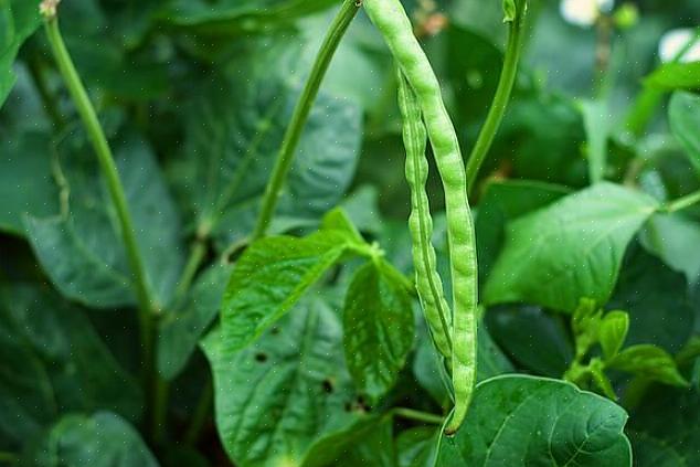 Le foglie della pianta del pisello dagli occhi neri hanno la familiare forma a cuore appuntita comune