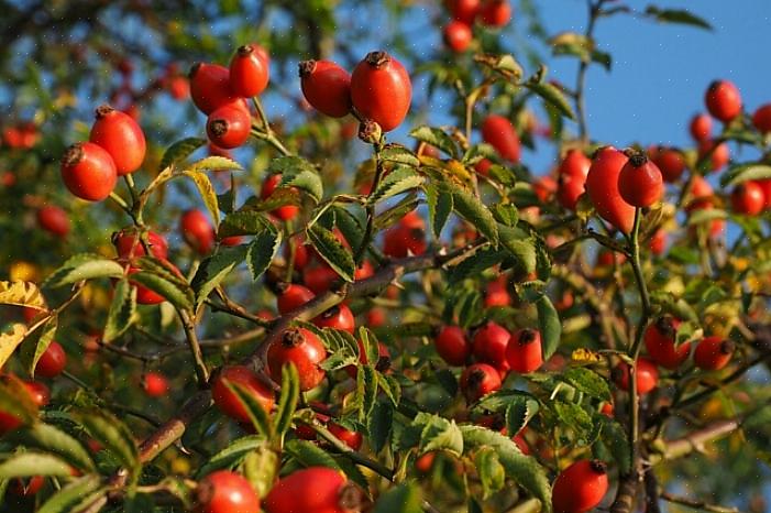 Puoi anche usare rosa canina fresca o essiccata per un semplice tè alla rosa canina