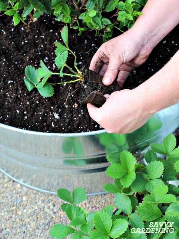 La tua guida alla coltivazione di piante di fragole biologiche Cosa ti servirà