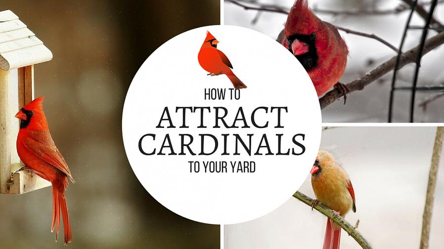 Come attirare i cardinali del nord