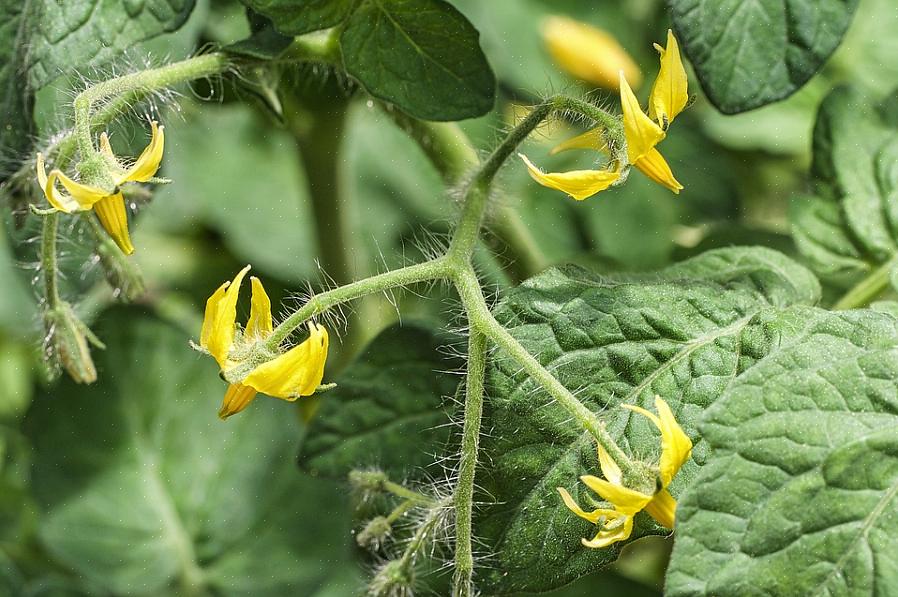 La caduta dei fiori è un comune problema di coltivazione del pomodoro che può essere estremamente frustrante