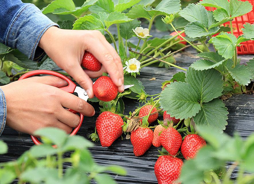 Le fragole con le punte verdi non sono pronte per essere raccolte