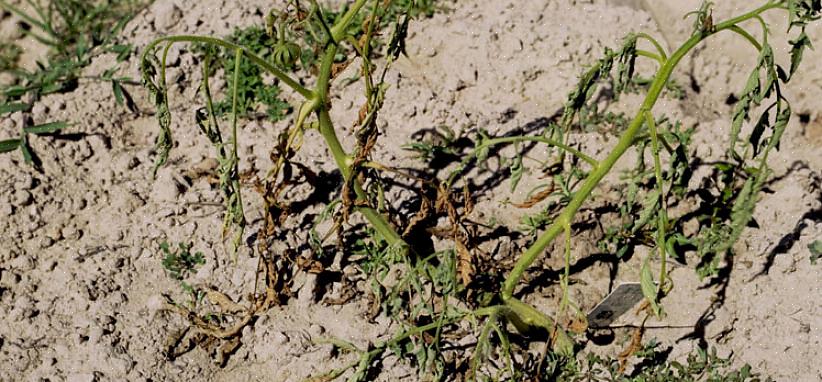 L'agente patogeno Fusarium wilt è presente nel suolo