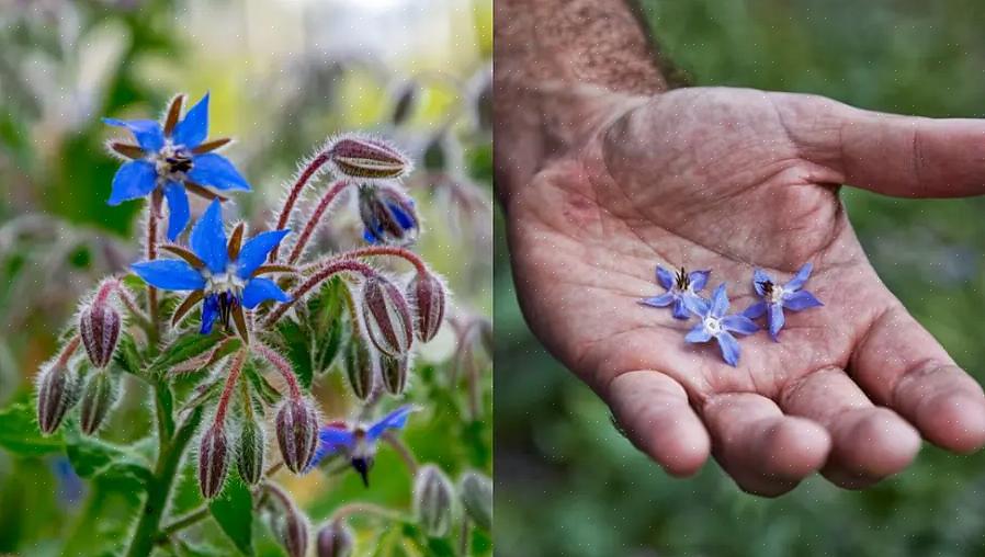 La borragine è una pianta erbacea annuale a crescita facile con fiori blu vivaci