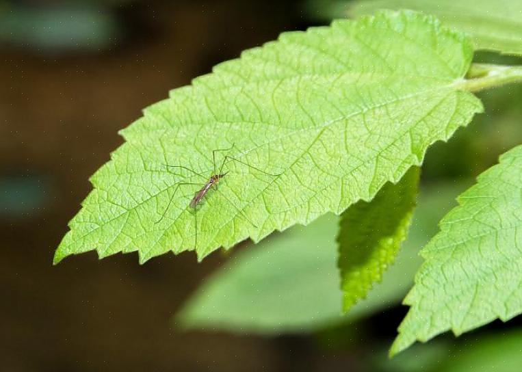 Le piante stesse possono aiutare a respingere le mosche