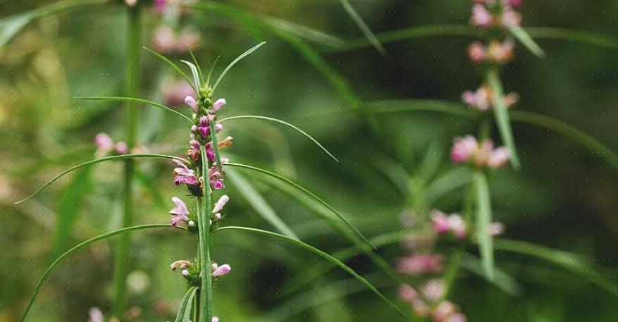 Per coltivare l'erba madre nel giardino di casa