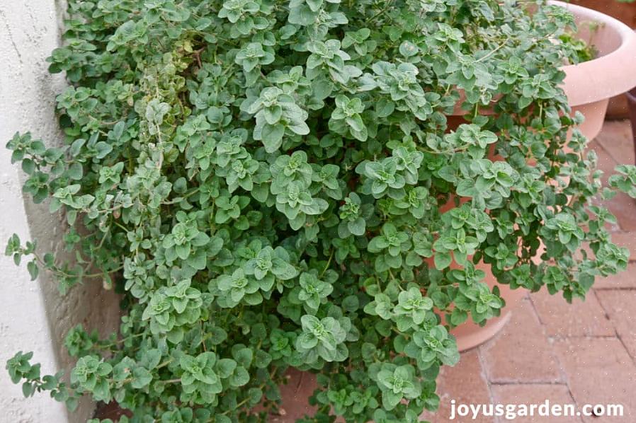 La tua pianta dovrebbe mostrare una crescita più verde