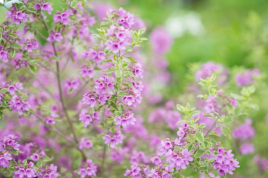 Dai piccoli giardini container all'abbellimento di interi parchi