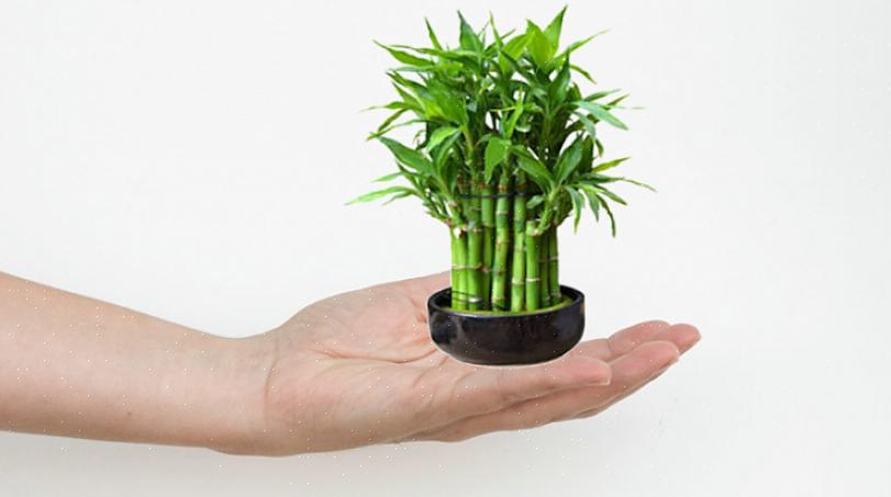 Le piante di bambù fortunate più intricate possono costare centinaia di dollari