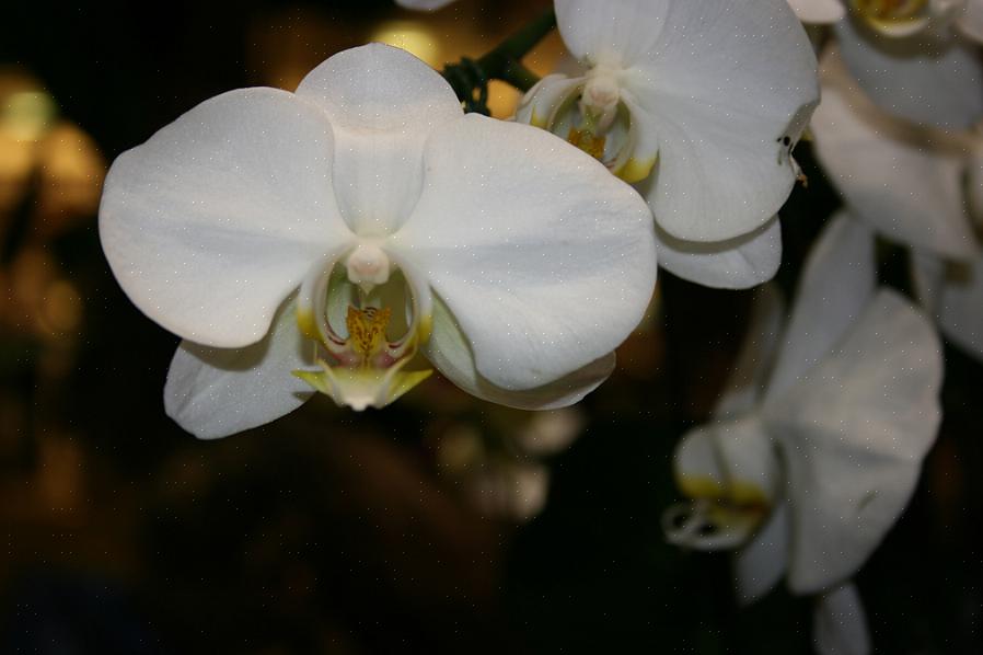 Quando si tratta di orchidee che sono più comunemente disponibili per l'acquisto