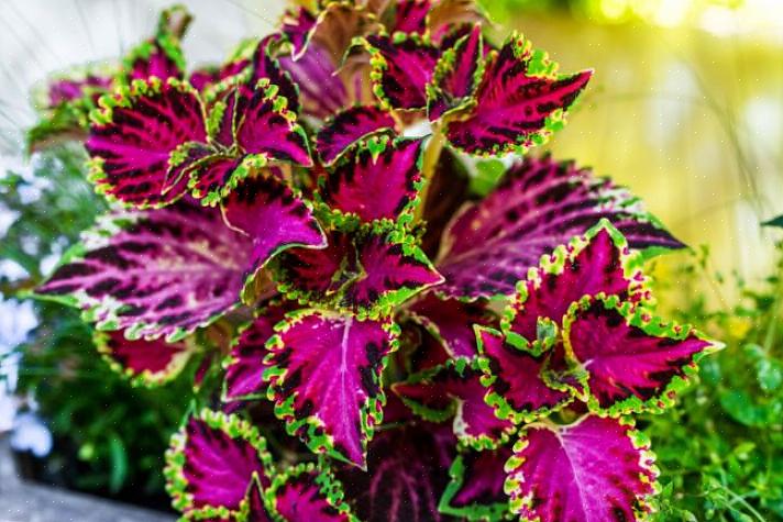 Le piante di coleus sono una delle piante rare che vengono coltivate quasi esclusivamente per fogliame