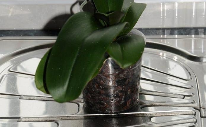 L'orchidea velamen è un eccellente indicatore del fabbisogno idrico della tua pianta