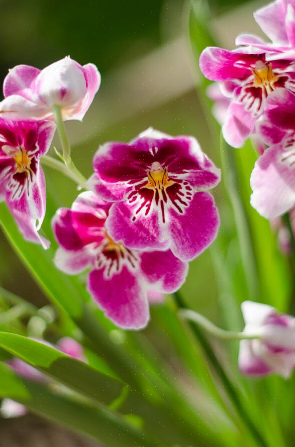 Imparare a leggere le radici delle orchidee è il metodo migliore per annaffiare bene
