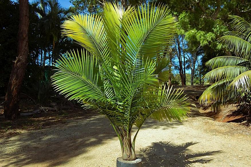 La palma maestosa assomiglia a una palma kentia quando è giovane