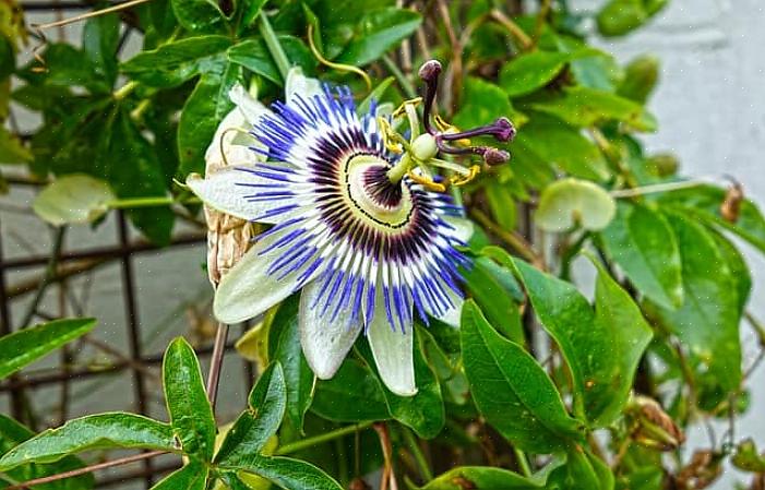 Le viti della passiflora hanno foglie profondamente lobate con fiori che pendono o fanno capolino