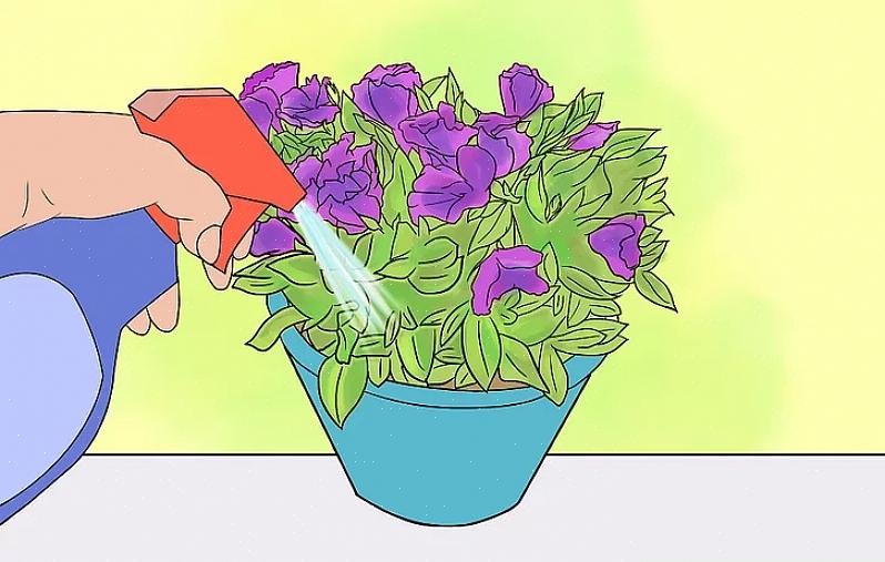 Il lisianthus non è progettato per sopravvivere in modo permanente come piante d'appartamento in vaso