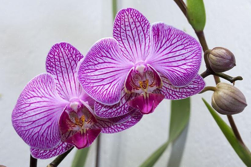 Temperature troppo basse possono anche far ingiallire le foglie di orchidea