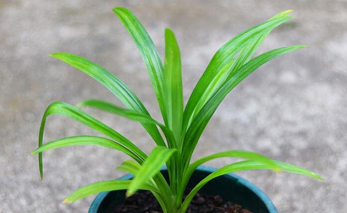 I pandanus possono essere resistenti alla siccità