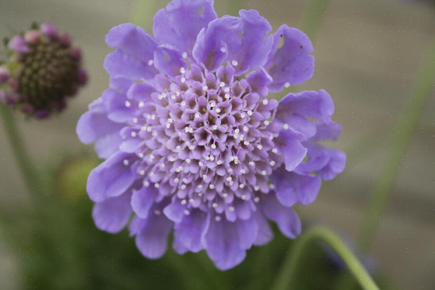 I fiori di Scabiosa si sono guadagnati il soprannome di fiore puntaspilli per gli stami prominenti