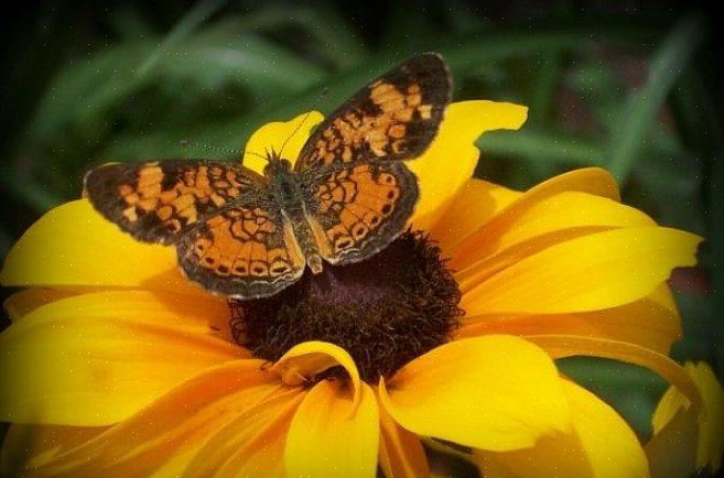 Colibrì nel tuo giardino è facile come piantare i fiori che preferiscono