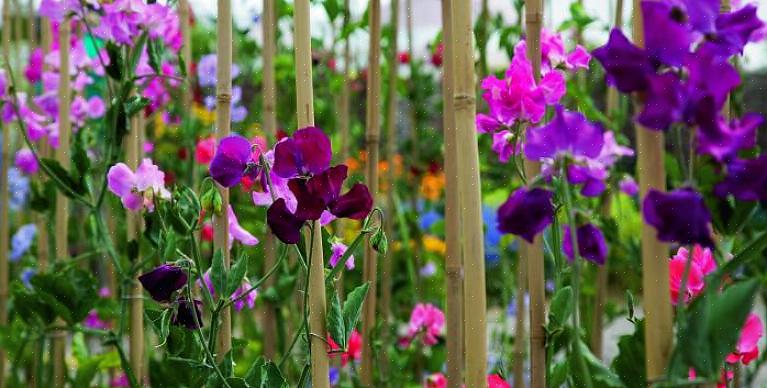 Molte cultivar moderne sono sul mercato che offrono piselli dolci in quasi tutti i colori tranne il giallo