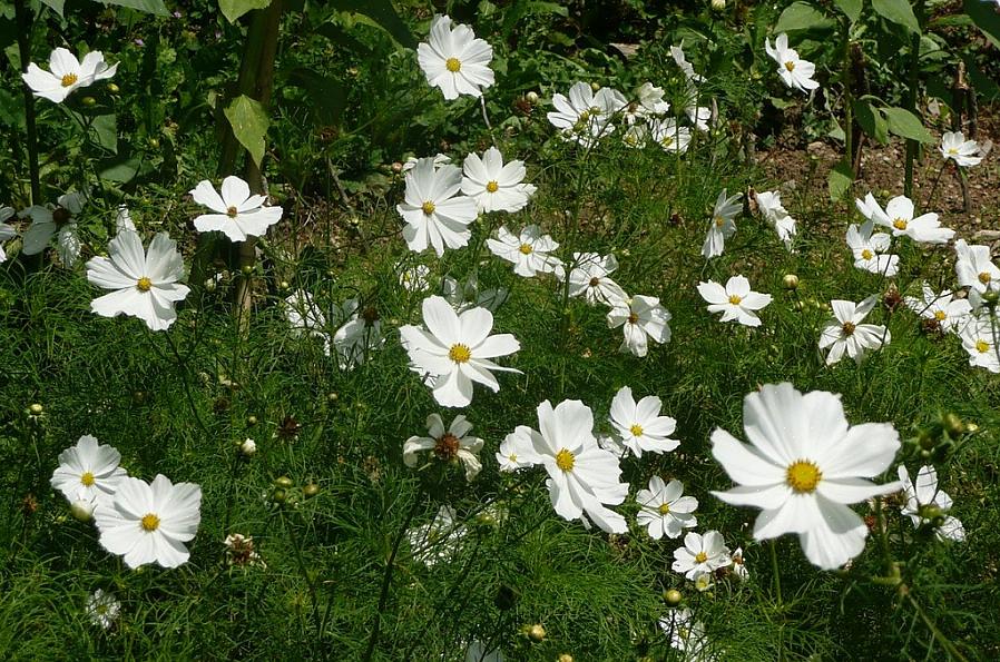 E devi coprire i semi per escludere la luce che inibisce la germinazione